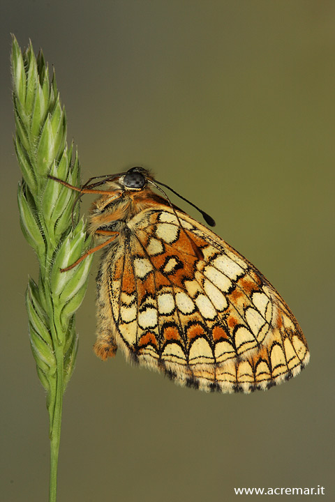 Melitaea athalia?