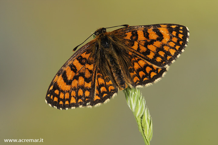 Melitaea athalia?