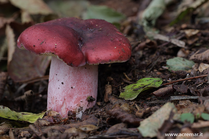 Russula violeipes ?