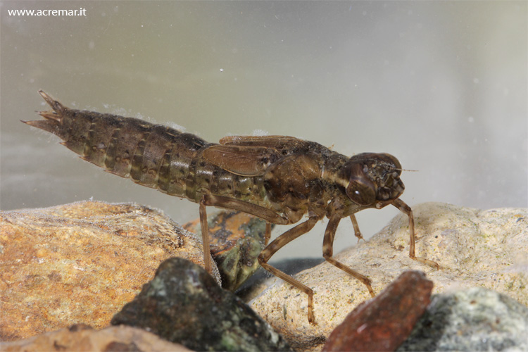 Larva di Aeshna ? s, Aeshna cyanea