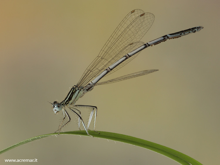 Platycnemis pennipes (maschio)