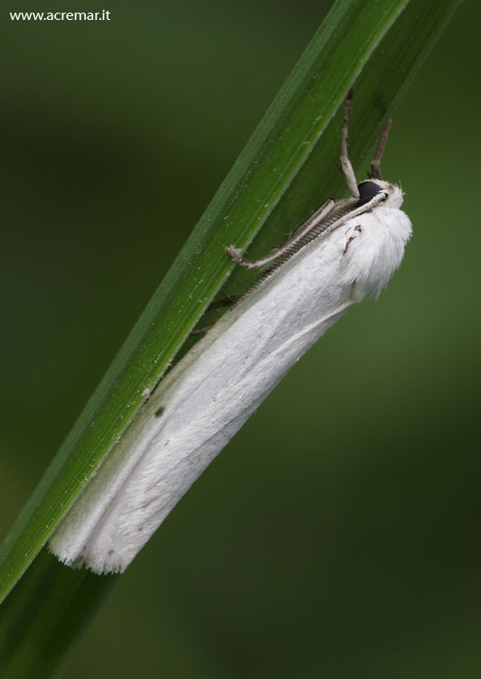 Falena bianca