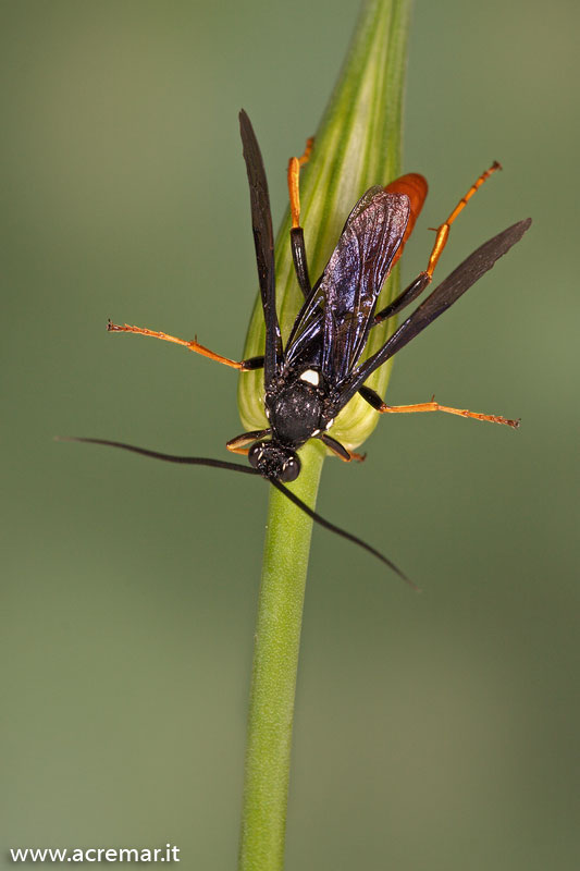 Insetto da identificare: Amblyjoppa fuscipennis