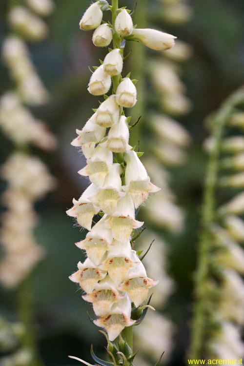 Digitalis lutea  / Digitale gialla piccola