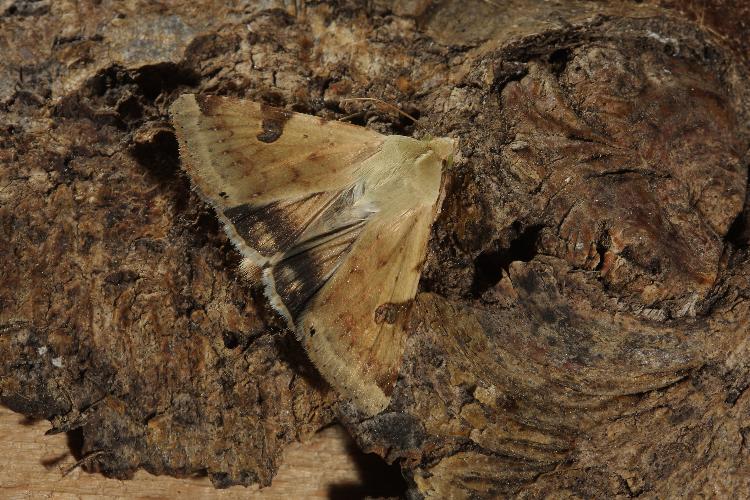 Falena da identificare - Heliothis peltigera