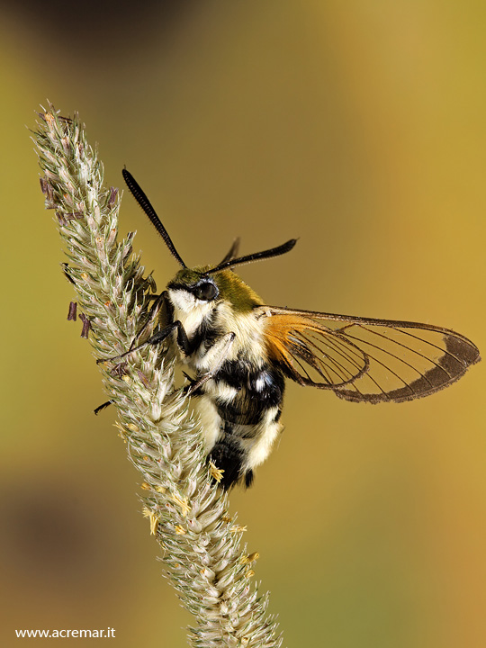 Di cosa si tratta? - Hemaris tityus