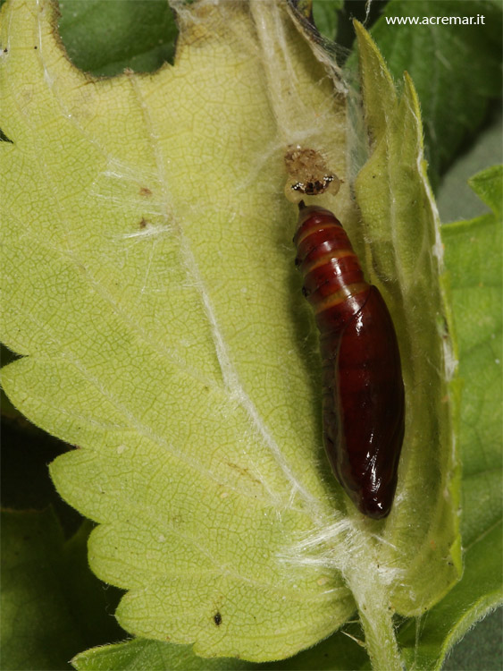 Dal bruco alla falena - Pleuroptya ruralis