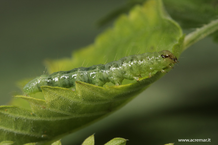 Dal bruco alla falena - Pleuroptya ruralis