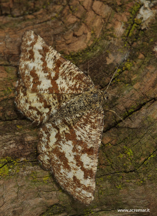 Geometride? - S, Ematurga atomaria