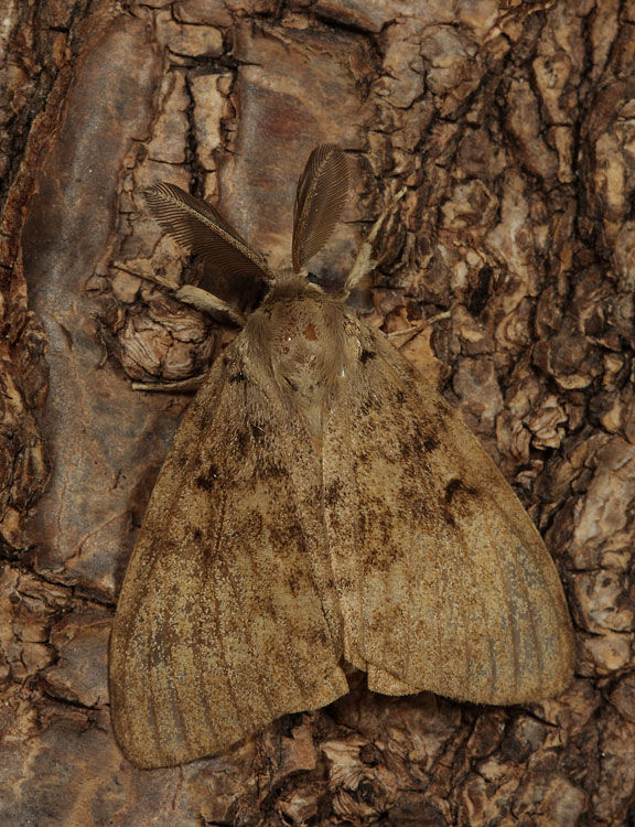 Falena da identificare - Lymantria  dispar