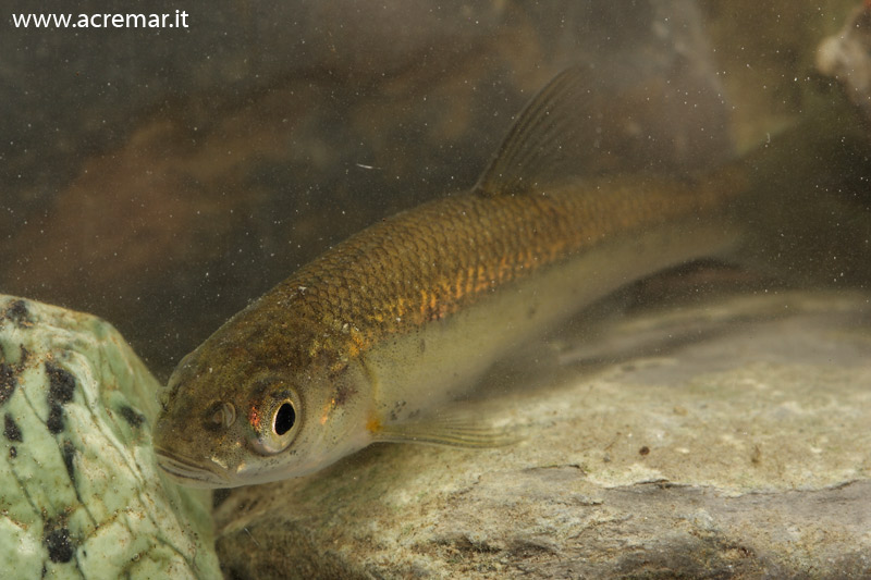 Pesce da identificare: Vairone