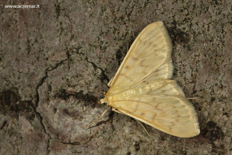 Dal bruco alla falena - Pleuroptya ruralis