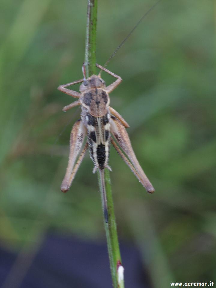 Che tettigonide? - Decticus albifrons (ninfa)