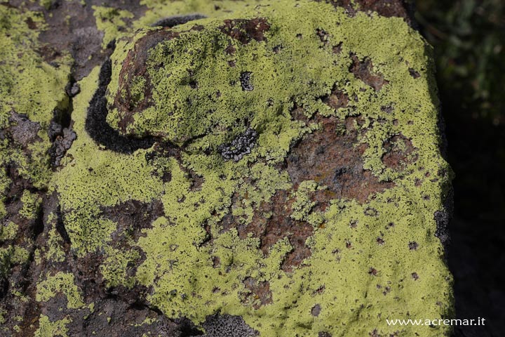 lichene giallo