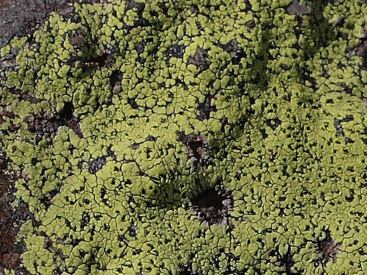 lichene giallo