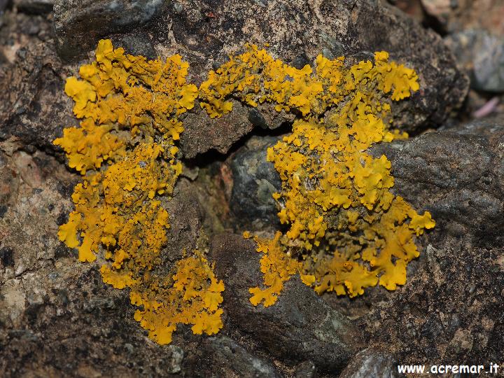Licheni Parco del Beigua 2