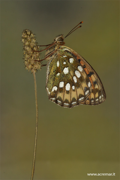 Argynnis (Mesoacidalia) aglaja