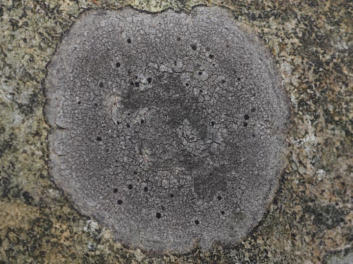 Lichene rotondo