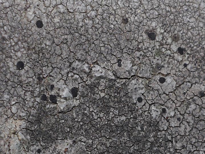 Lichene rotondo