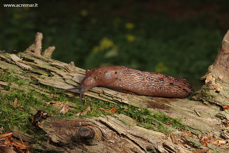 Limax dacampi dal Appennino ligure (Parco reg. dell''Aveto)