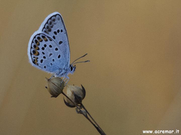 Plebejus?