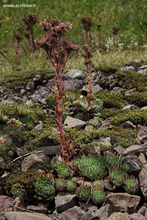 Sempervivum tectorum gr.