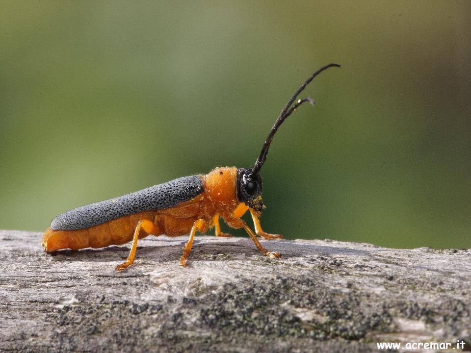 Oberea oculata (Cerambycidae)