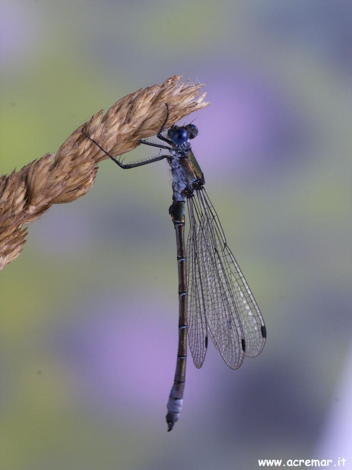 Libellula da identificare