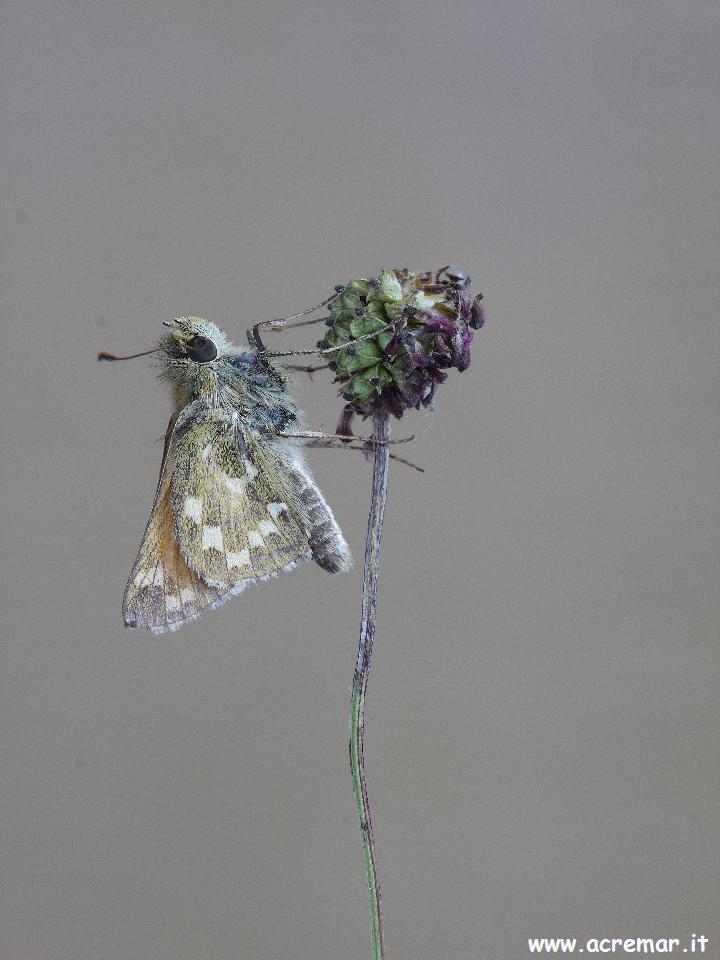 Hesperia comma