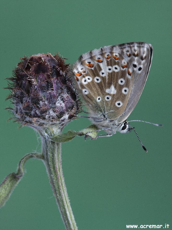 Licenide da identificare