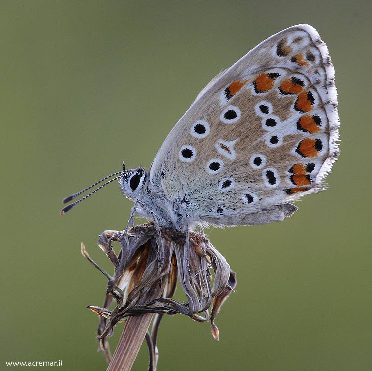 Bellargus o coridon