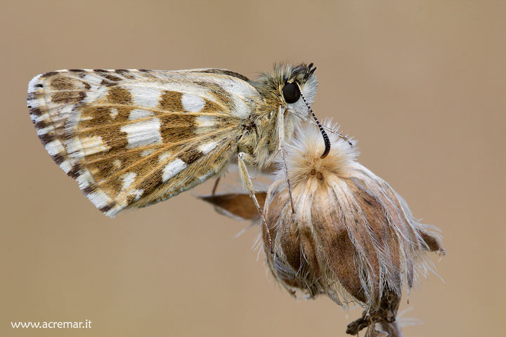 Pyrgus serratulae