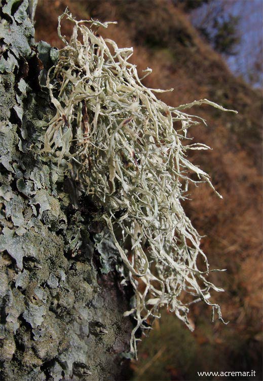 Lichene epifita?