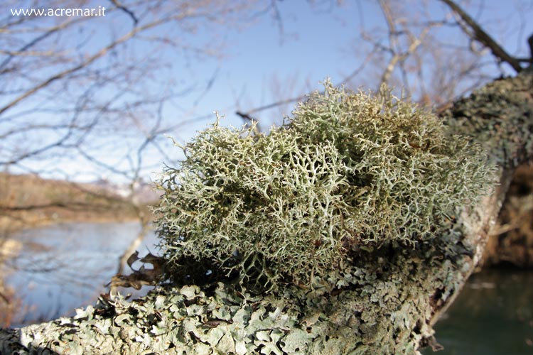 Cladonia?