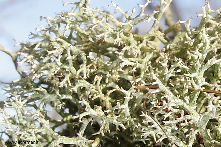 Cladonia?