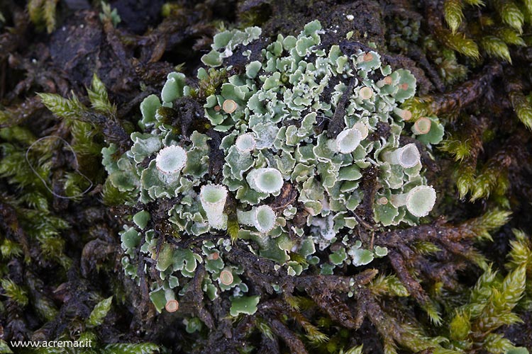 Lichene a forma di calice
