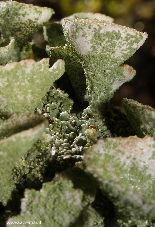 Lichene a forma di calice