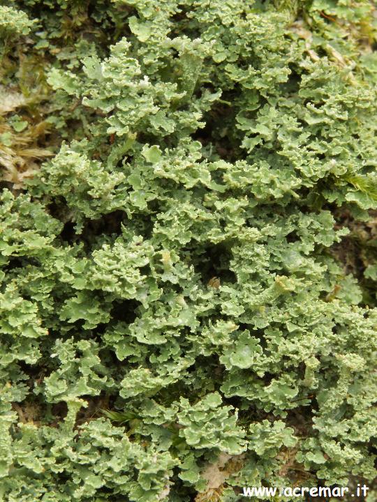 Cladonia?