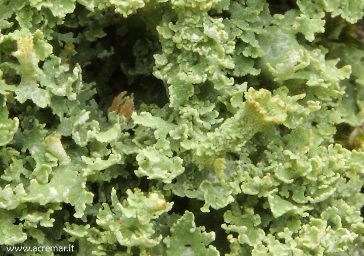 Cladonia?
