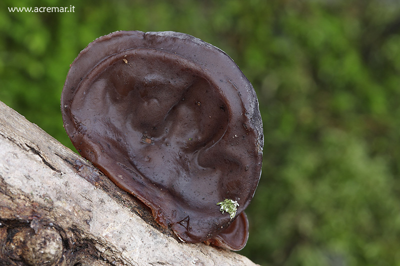 Auricularia auricula-judae