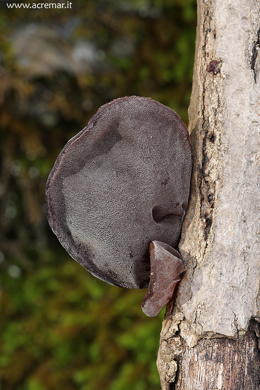 Auricularia auricula-judae