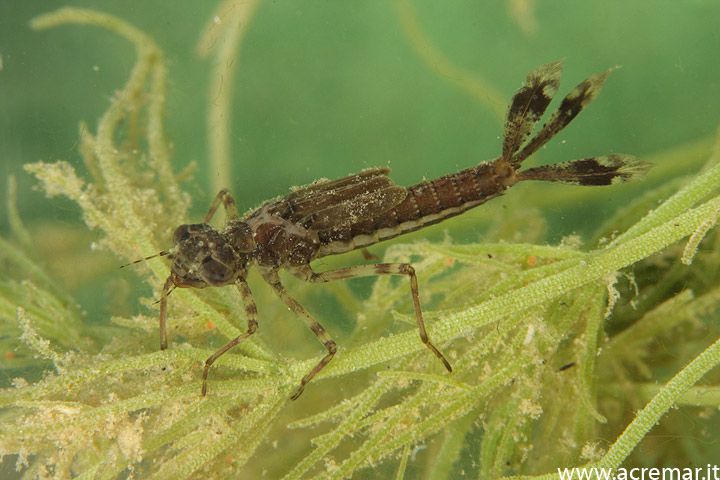 Larva da identificare