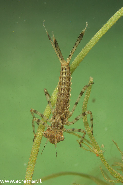 Larva da identificare 2