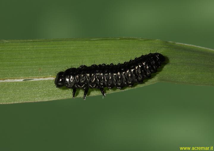 Larva da identificare