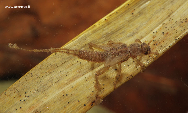 Taeniopterygidae