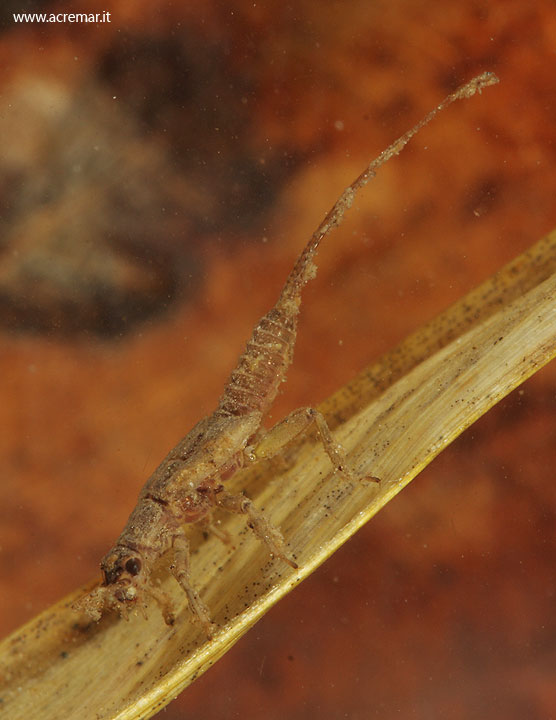 Taeniopterygidae