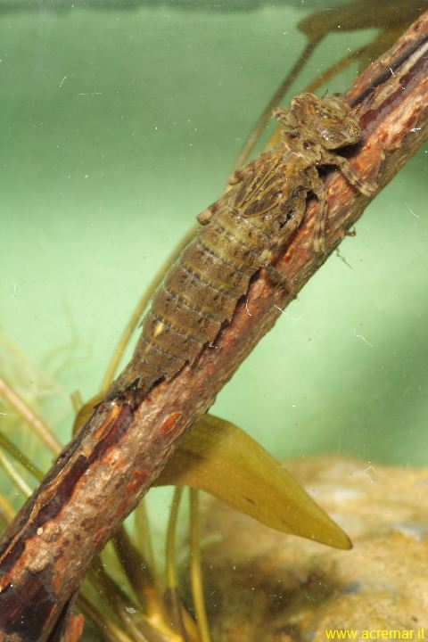 Larva di Aeshnidae? Boyeria irene