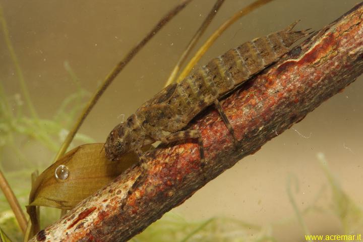 Larva di Aeshnidae? Boyeria irene