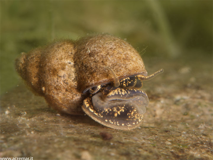 Chiocciola da identificare