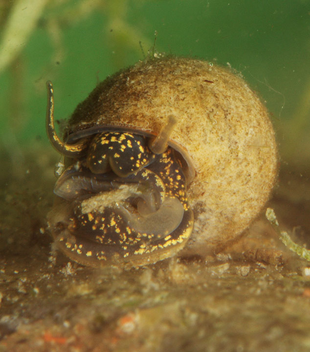 Chiocciola da identificare